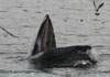 whale watching cape ann