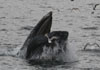 whale watching