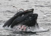 whale watching cape ann