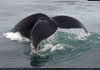 whale watch Massachusetts