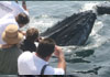 whale watching 