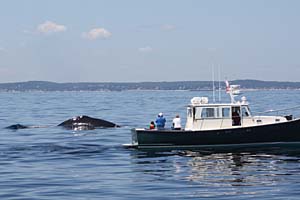 whale-watch-gloucester-ma