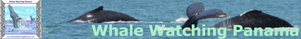 Whale Watching Panama