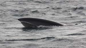 sei whale