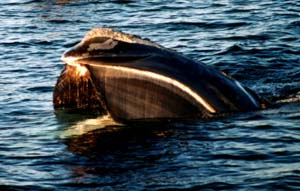 northern right whale cape ann whale watch